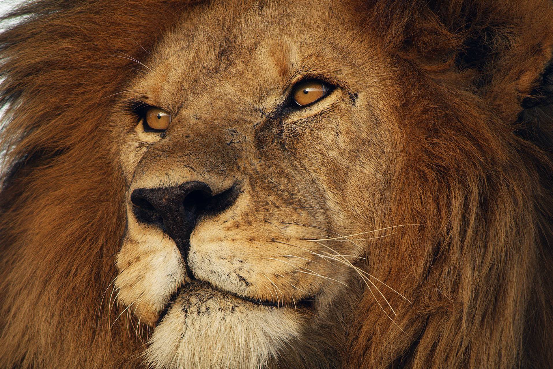 Programm | Information und Infotainment | Terra X – Serengeti III (© John Downer Productions Ltd.)