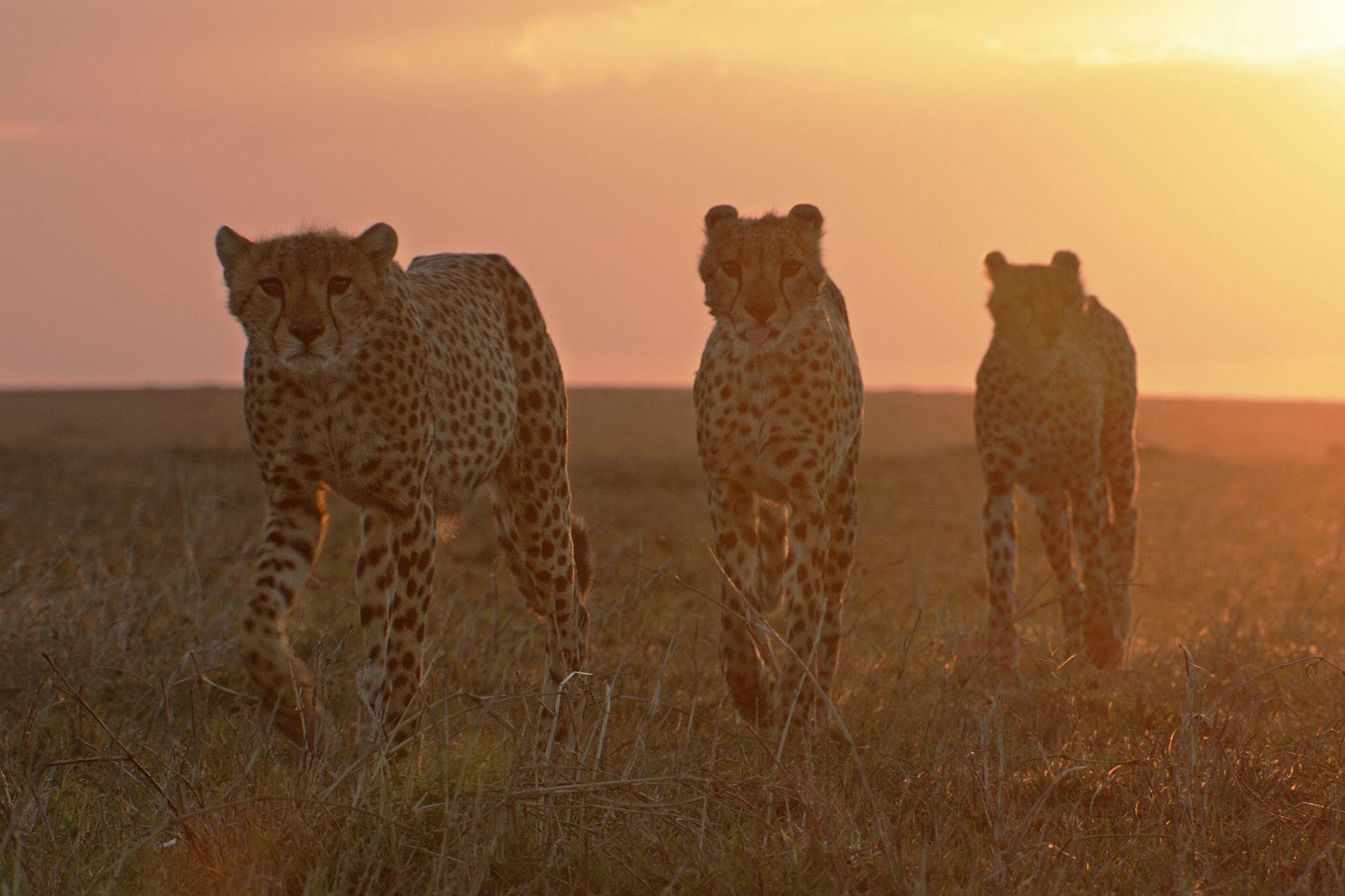 Programm | Information und Infotainment | Terra X – Serengeti III (© John Downer Productions Ltd.)