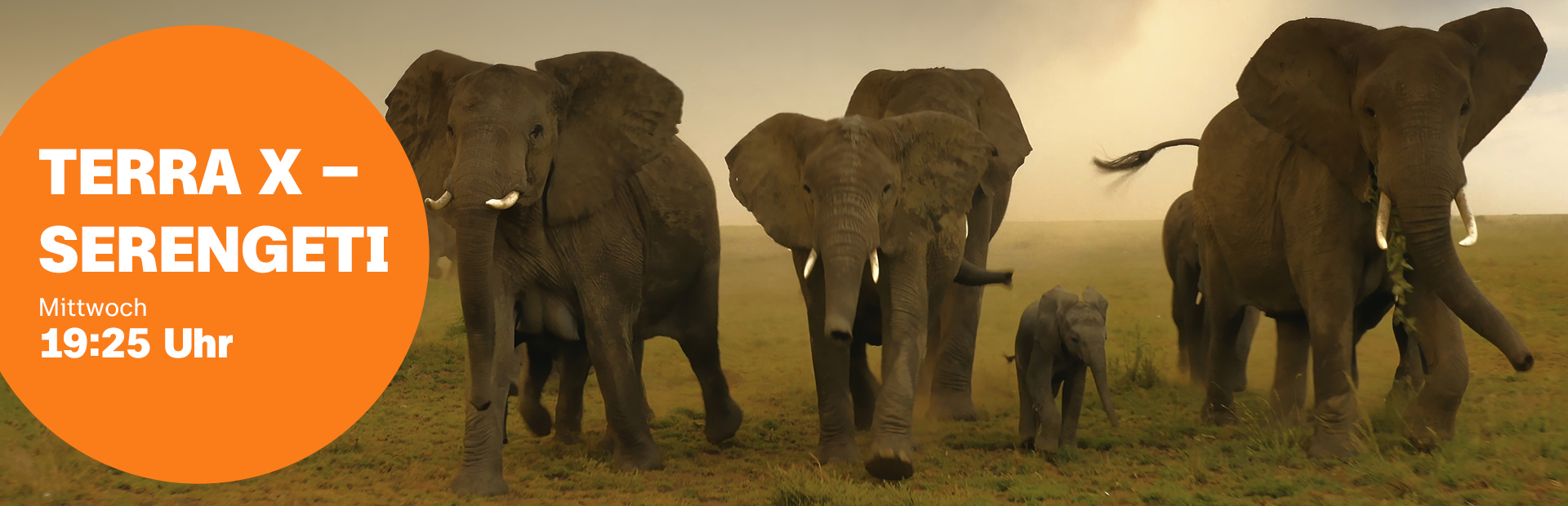 Programm | Information und Infotainment | Terra X – Serengeti (© John Downer Productions Ltd.)